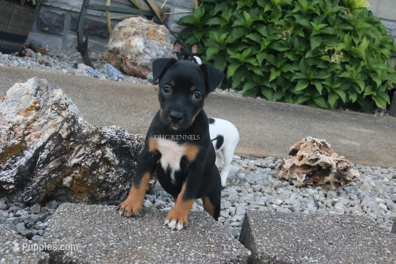AKC Mabel-standard size – Rat Terrier puppy for sale in Grovespring, MO