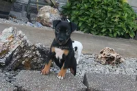 AKC Mabel-standard size, a female Rat Terrier for sale in Grovespring, MO – 1 of 3