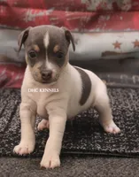 Dakota MINI BLUE TRI MALE, a female Rat Terrier for sale in Grovespring, MO – 3 of 3