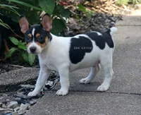 AKC DIESEL-STANDARD SIZE, a male Rat Terrier for sale in Grovespring, MO – 4 of 4