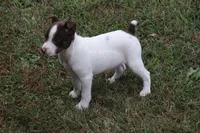 MALE CHOCOLATE TRI, a male Rat Terrier for sale in Grovespring, MO – 4 of 4