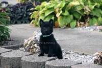 WINSTON- AKC MALE -DOCKED TAIL, a male Schipperke for sale in Grovespring, MO – 2 of 3