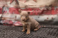 GUNTHER- BLUE/TAN MINI MALE, a male Rat Terrier for sale in Grovespring, MO – 4 of 4