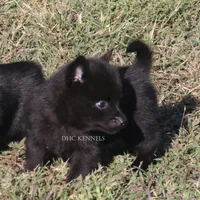Female Natural tail Schipperke, a female Schipperke for sale in Grovespring, MO – 3 of 4