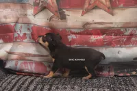CANYON- BLK/TAN MINI MALE, a male Rat Terrier for sale in Grovespring, MO – 2 of 3