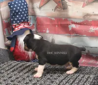 Rocket- AKC Mini Male, a male Rat Terrier for sale in Grovespring, MO – 5 of 6