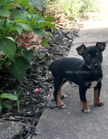 AKC Bruno-Standard size , a male Rat Terrier for sale in Grovespring, MO – 3 of 4