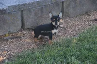 CANYON- BLK/TAN MINI MALE, a male Rat Terrier for sale in Grovespring, MO – 2 of 2