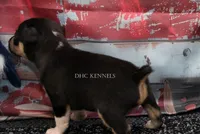 Ranger- tri male, a male Rat Terrier for sale in Grovespring, MO – 4 of 6