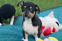 Ranger- AKC tri male, a male Rat Terrier for sale in Grovespring, MO – 2 of 9
