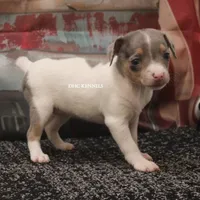 Baby Mini Merle Female #4, a female Rat Terrier for sale in Grovespring, MO – 3 of 5