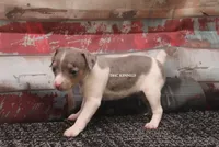 Baby Mini Merle Female #4, a female Rat Terrier for sale in Grovespring, MO – 2 of 5