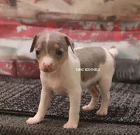 Baby Mini Merle Female #4, a female Rat Terrier for sale in Grovespring, MO – 5 of 5
