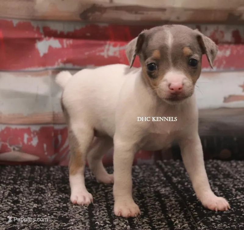 Baby Mini Merle Female #4 – Rat Terrier puppy for sale in Grovespring, MO