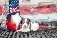 Boone- blue and white male, a male Rat Terrier for sale in Grovespring, MO – 4 of 4