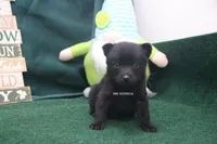 AKC Lucky, a female Schipperke for sale in Grovespring, MO – Photo 3 of 3