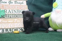 AKC Lucky, a female Schipperke for sale in Grovespring, MO – Photo 1 of 3