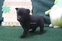 AKC Lucky, a female Schipperke for sale in Grovespring, MO – Photo 2 of 3