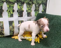 MALE MERLE TOY, a male Rat Terrier for sale in Grovespring, MO – 3 of 3