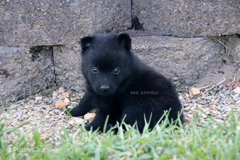 AKC- BENTLEY-docked tail – Schipperke puppy for sale in Grovespring, MO