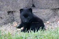 AKC- BENTLEY-docked tail, a male Schipperke for sale in Grovespring, MO – 1 of 2