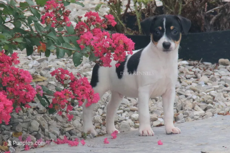 Journey- AKC Mini Male – Rat Terrier puppy for sale in Grovespring, MO