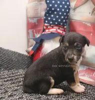 Sizzle- AKC Mini Female, a female Rat Terrier for sale in Grovespring, MO – 2 of 4