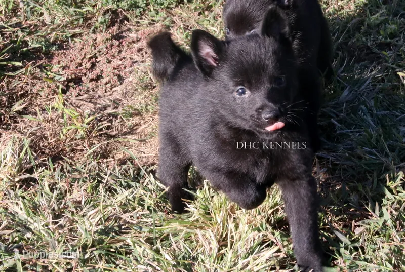 Male Schipperke – Schipperke puppy for sale in Grovespring, MO