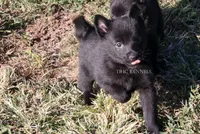 Male Schipperke, a male Schipperke for sale in Grovespring, MO – 1 of 3