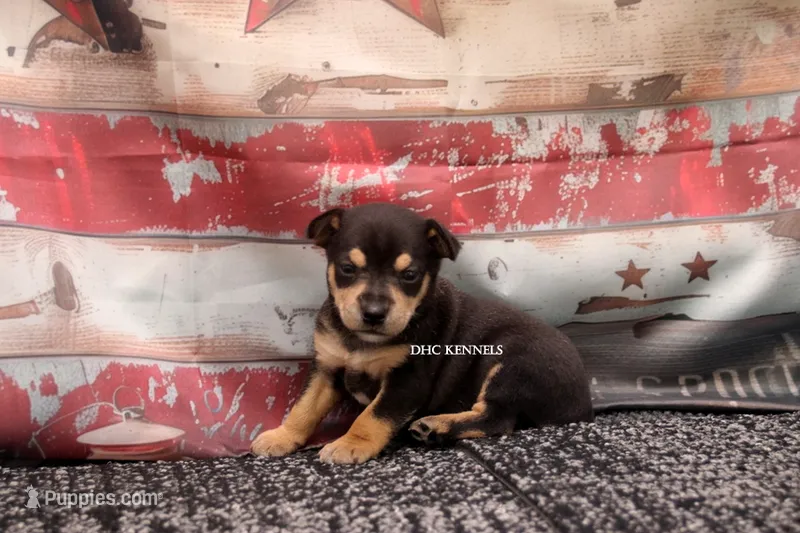 CANYON- BLK/TAN MINI MALE – Rat Terrier puppy for sale in Grovespring, MO