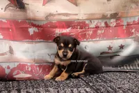 CANYON- BLK/TAN MINI MALE, a male Rat Terrier for sale in Grovespring, MO – 1 of 3