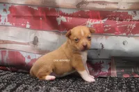 COPPER- APRICOT/WHITE MINI , a male Rat Terrier for sale in Grovespring, MO – 4 of 4