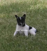 AKC Female Toy #2, a female Rat Terrier for sale in Grovespring, MO – 2 of 3