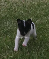AKC Female Toy #2, a female Rat Terrier for sale in Grovespring, MO – 3 of 3