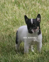 AKC Female Toy #2, a female Rat Terrier for sale in Grovespring, MO – 1 of 3