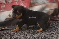 RAISEN- BLK TAN MINI, a female Rat Terrier for sale in Grovespring, MO – 3 of 4