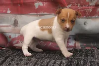 TANNER- RED/WHT MINI MALE, a male Rat Terrier for sale in Grovespring, MO – 3 of 3