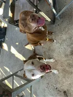 Sadly , a female American Pit Bull Terrier for sale in Philadelphia, NY – Photo 3 of 5