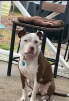 Sadly , a female American Pit Bull Terrier for sale in Philadelphia, NY – Photo 2 of 5