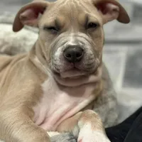 Austen, a female Staffordshire Bull Terrier for sale in Philadelphia, NY – Photo 3 of 4