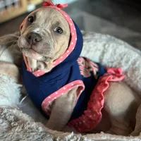 Austen, a female Staffordshire Bull Terrier for sale in Philadelphia, NY – Photo 4 of 4