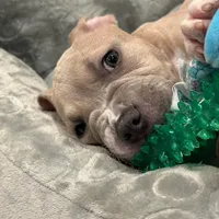 Austen, a female Staffordshire Bull Terrier for sale in Philadelphia, NY – Photo 2 of 4