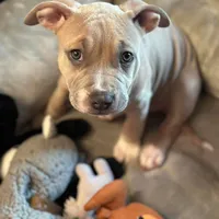 Austen, a female Staffordshire Bull Terrier for sale in Philadelphia, NY – Photo 1 of 4