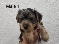 Yorkie Male 1, a male Yorkshire Terrier for sale in Fontana, CA – 1 of 2