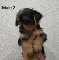Yorkie Male 2, a male Yorkshire Terrier for sale in Fontana, CA – 2 of 2