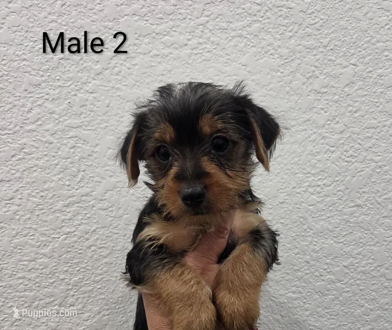 Yorkie Male 2 – Yorkshire Terrier puppy for sale in Fontana, CA