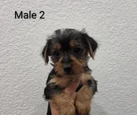 Yorkie Male 2, a male Yorkshire Terrier for sale in Fontana, CA – 1 of 2
