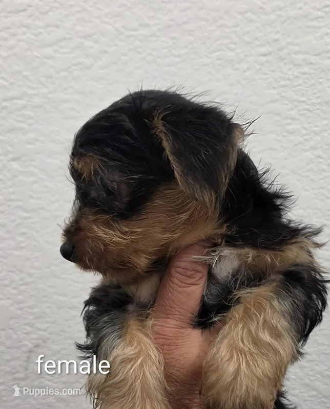 Yorkie Female 1 – Yorkshire Terrier puppy for sale in Fontana, CA