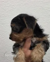Yorkie Female 1, a female Yorkshire Terrier for sale in Fontana, CA – 1 of 2
