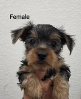 Yorkie Female 1, a female Yorkshire Terrier for sale in Fontana, CA – 2 of 2